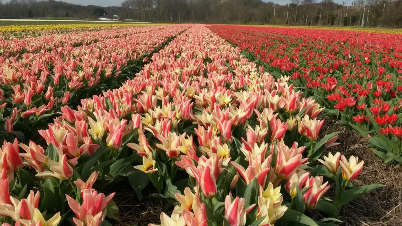Zomerhuis Duinzicht Egmond aan den Hoef Exterior foto